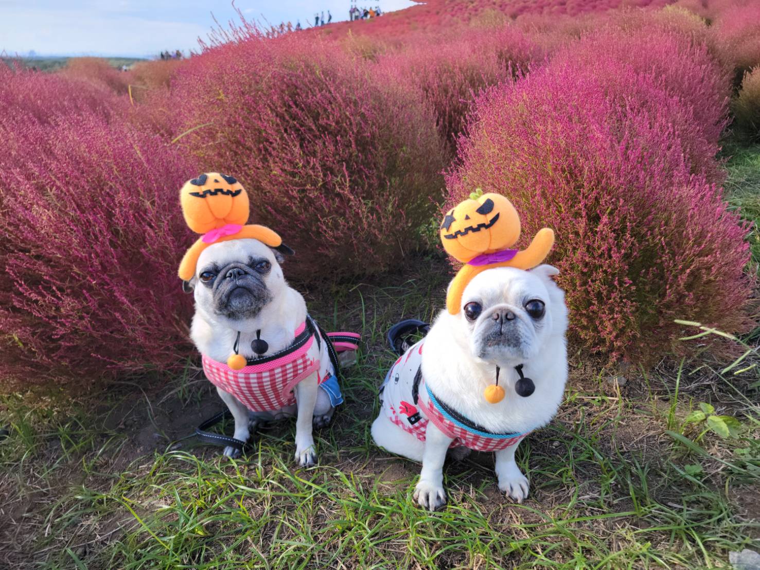 過去開催したツアーの写真