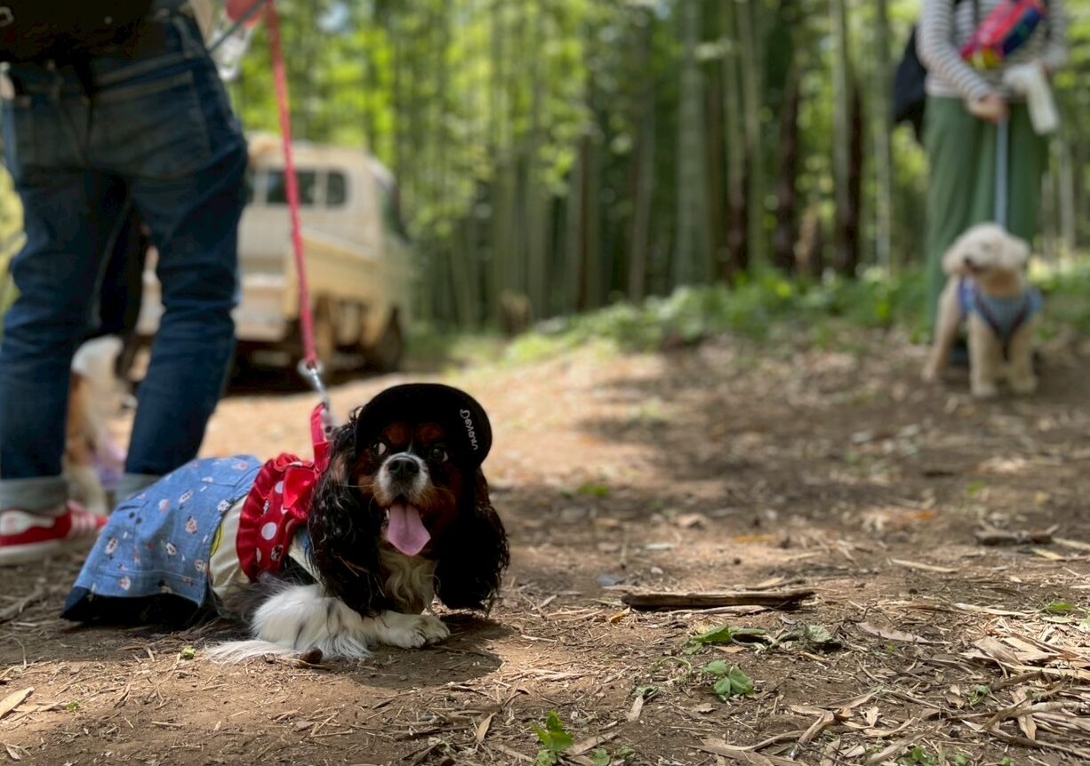 過去開催したツアーの写真